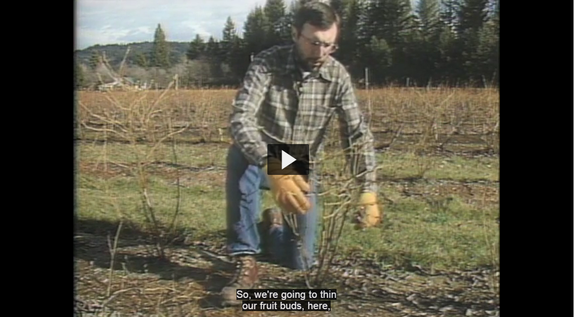 Fall Creek   TBT Pruning Vid001.PNG